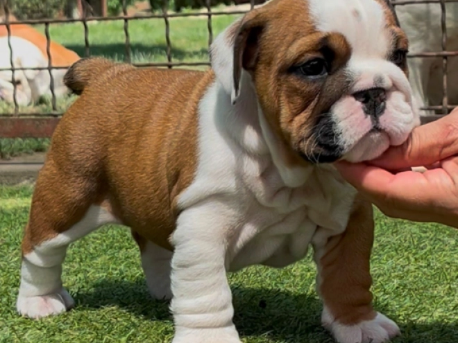 Perros Bulldog en venta