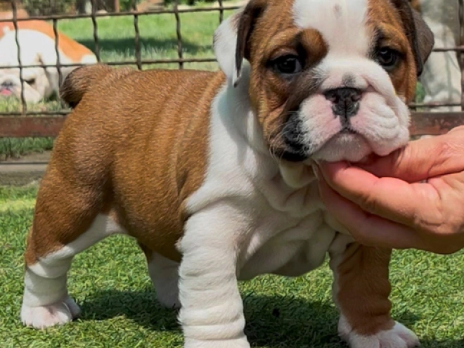 Perros Bulldog en venta