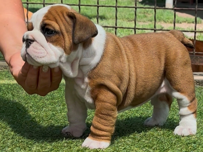 Perros Bulldog en venta