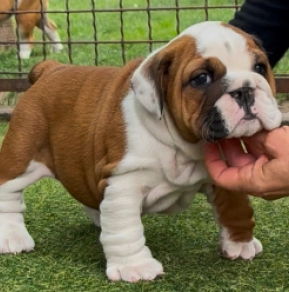 Bulldogge Welpe kaufen