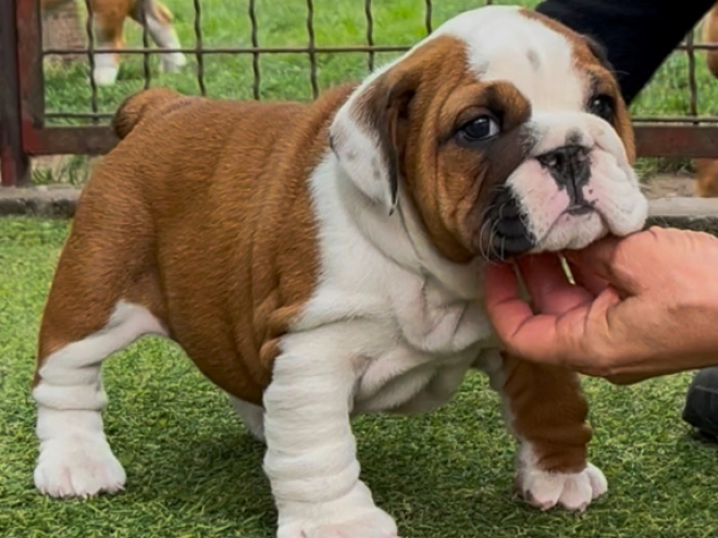 Perros Bulldog en venta