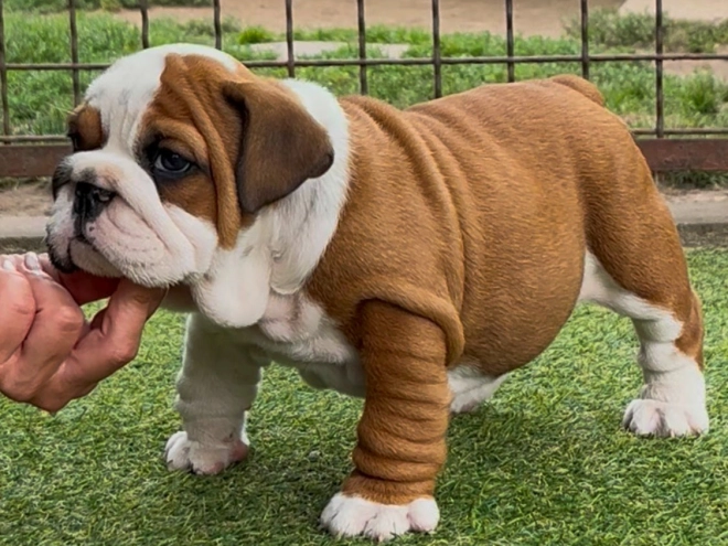 Perros Bulldog en venta