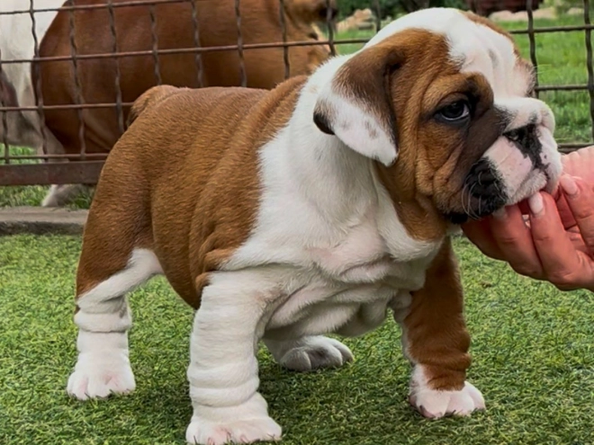 Perros Bulldog en venta