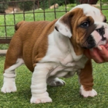 Tessa, red and white Bulldogge Welpen kaufen