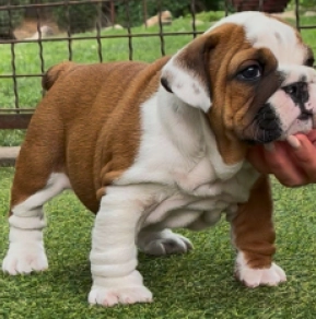 Perros Bulldog en venta