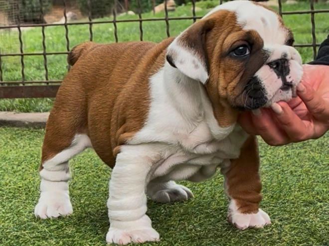 Perros Bulldog en venta