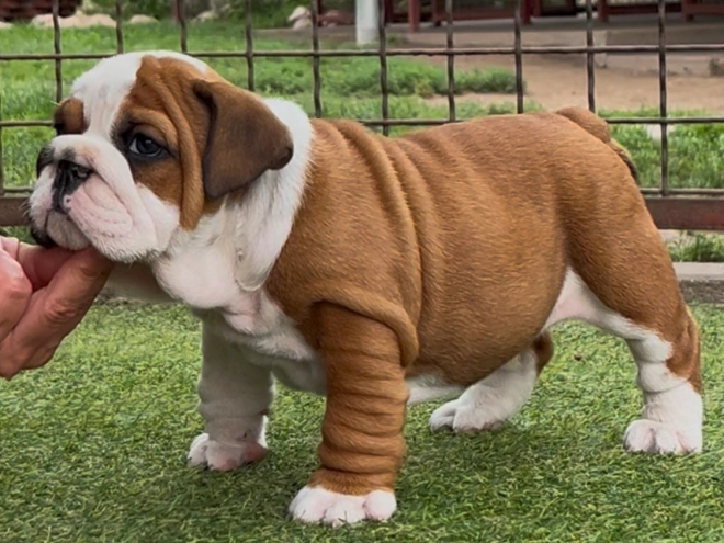 Perros Bulldog en venta