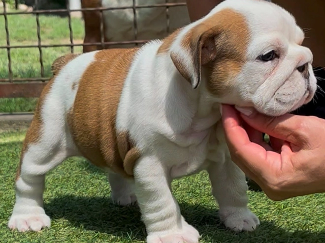 Perros Bulldog en venta