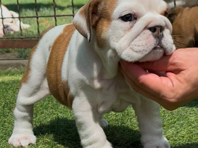 Perros Bulldog en venta