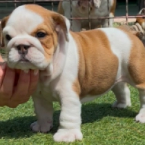 Tara, red and white Bulldog en venta