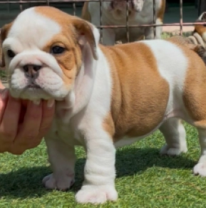 Bulldogge Welpe kaufen