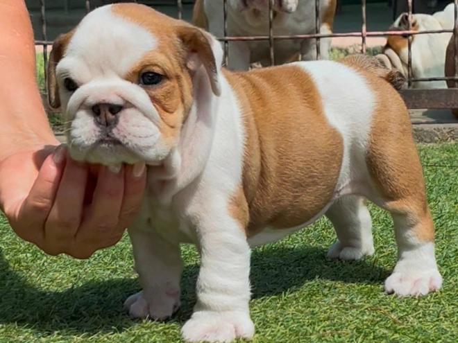 Perros Bulldog en venta