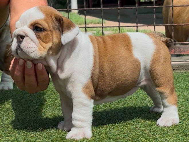 Perros Bulldog en venta