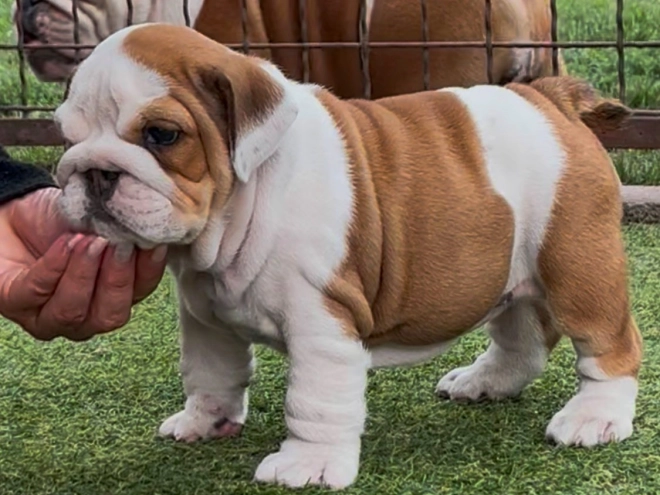 Perros Bulldog en venta