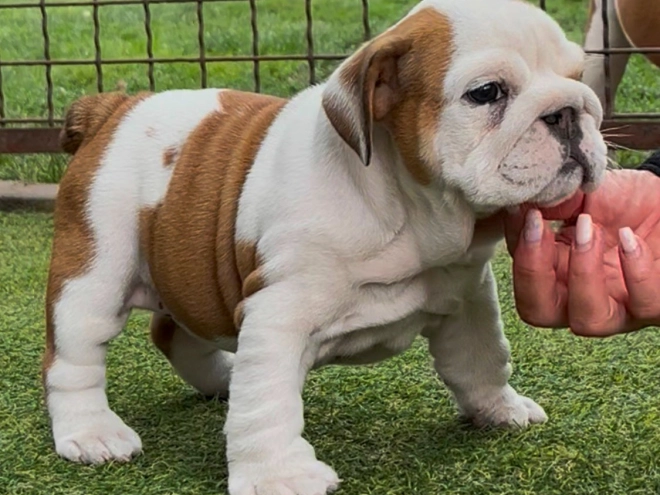 Perros Bulldog en venta