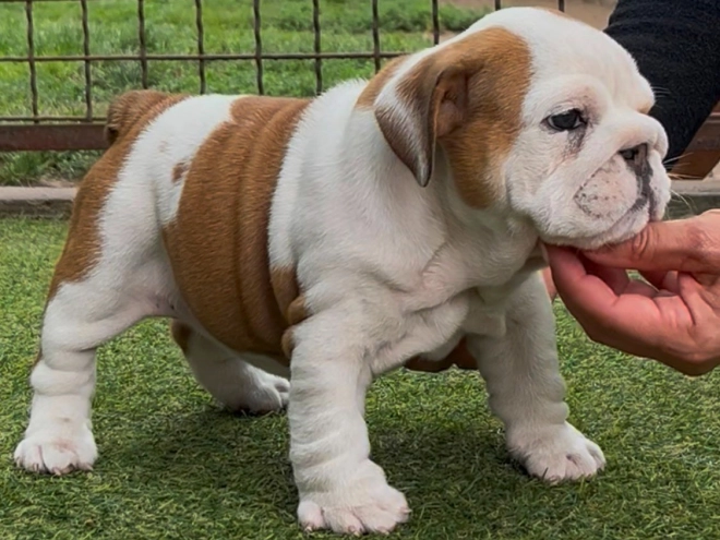 Perros Bulldog en venta