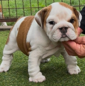 Bulldog puppy for sale