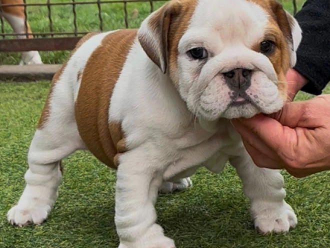Perros Bulldog en venta