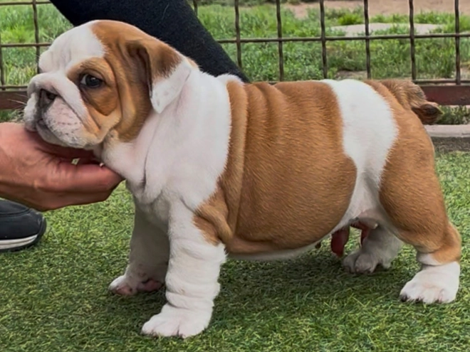 Perros Bulldog en venta