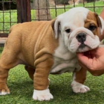 Tiara, red and white Bulldog en venta
