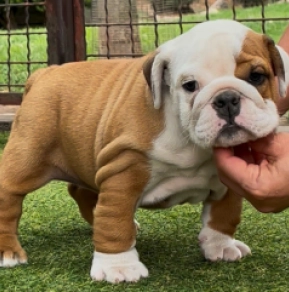 Perros Bulldog en venta