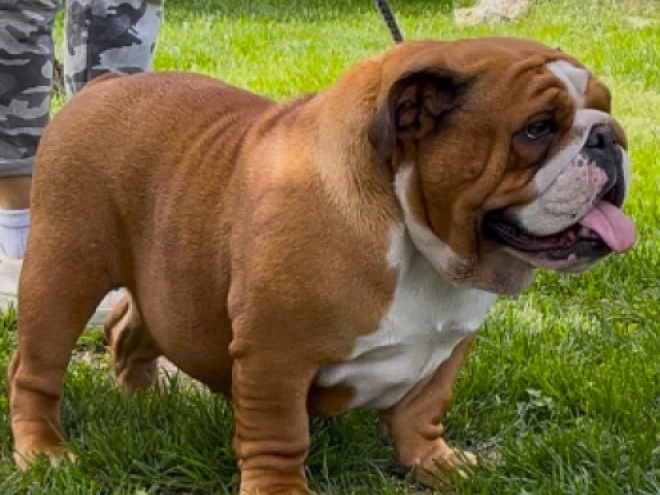 Perros Bulldog en venta