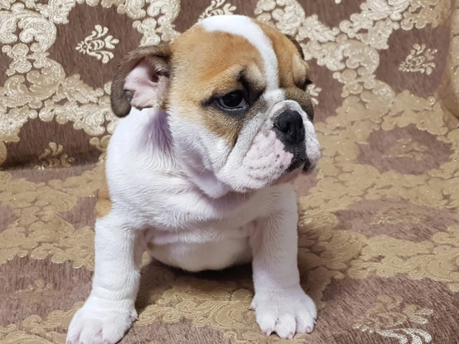 Perros Bulldog en venta