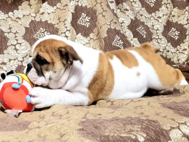 Perros Bulldog en venta