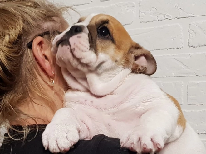 Perros Bulldog en venta