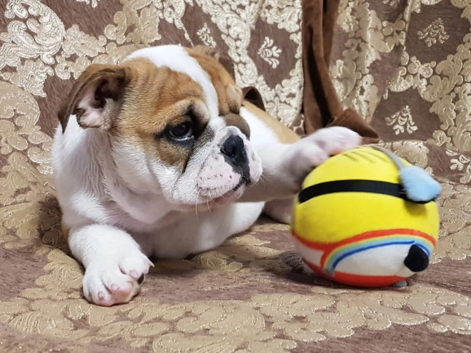 Perros Bulldog en venta