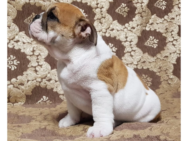Perros Bulldog en venta