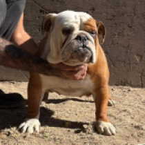 Tiara, red Bulldog en venta