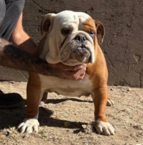 Perros Bulldog en venta