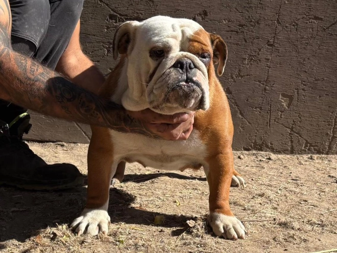 Perros Bulldog en venta