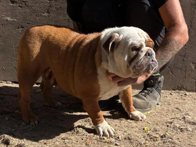 Perros Bulldog en venta
