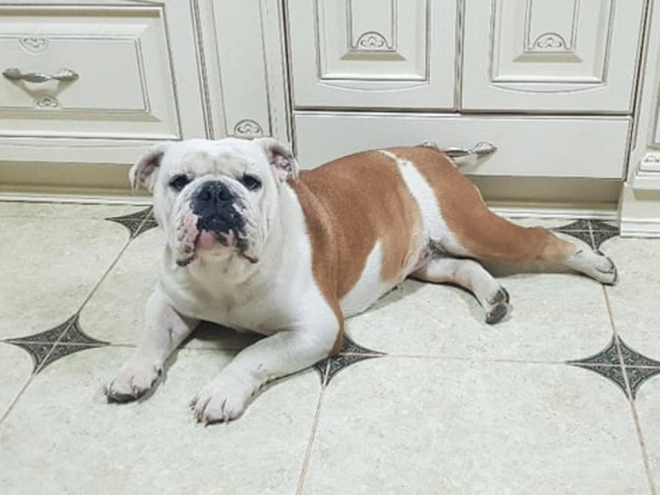 Perros Bulldog en venta