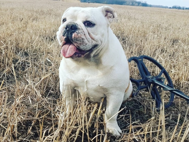 Perros Bulldog en venta