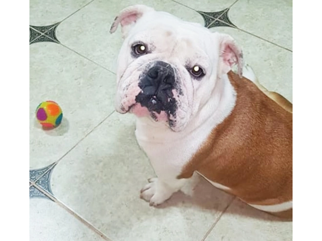 Perros Bulldog en venta
