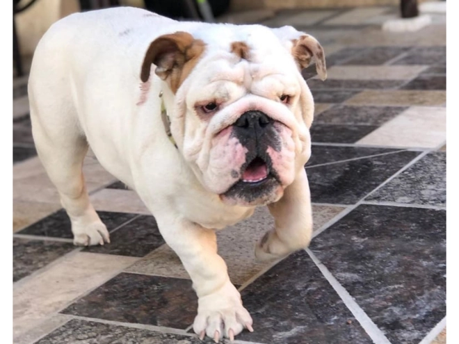 Perros Bulldog en venta