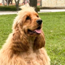 Perros Cocker Spaniel Inglés en venta