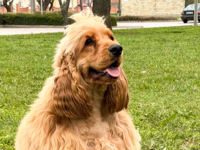 English Cocker Spaniel puppy for sale