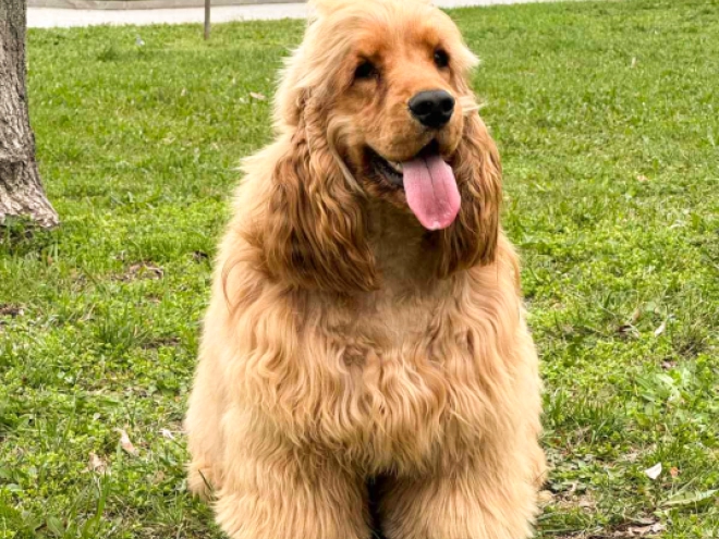 English Cocker Spaniel puppy for sale
