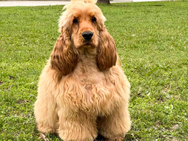 English Cocker Spaniel puppy for sale