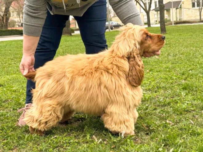 English Cocker Spaniel puppy for sale