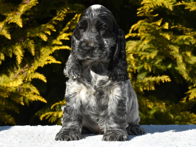 English Cocker Spaniel puppy for sale