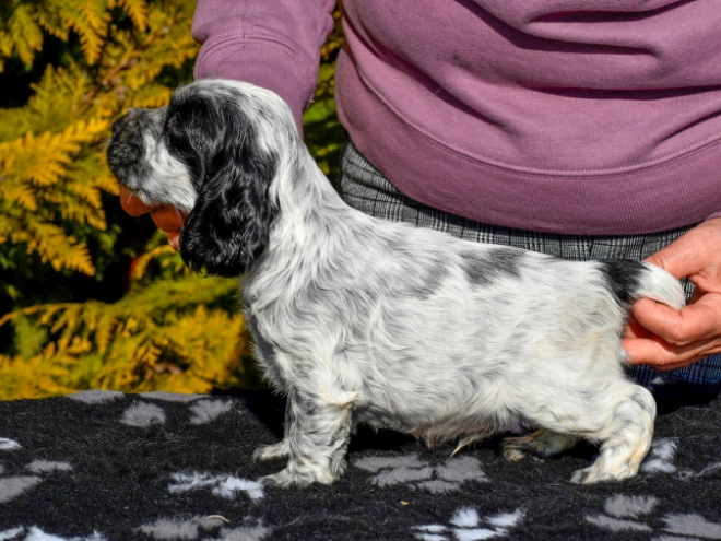 English Cocker Spaniel puppy for sale