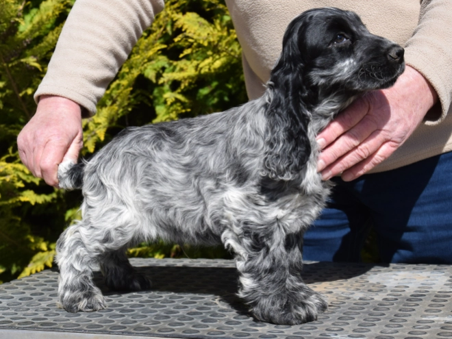 English Cocker Spaniel puppy for sale
