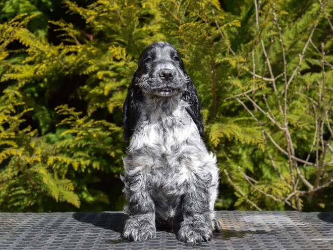 English Cocker Spaniel puppy for sale