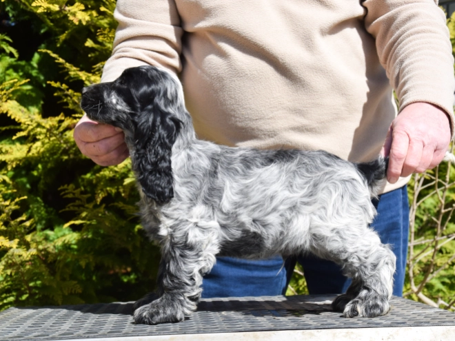 English Cocker Spaniel puppy for sale