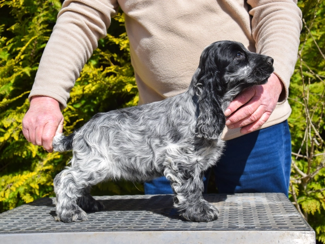 English Cocker Spaniel puppy for sale
